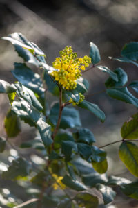 Mahonia, blossom, detail, Mahonia, blossom, detail,